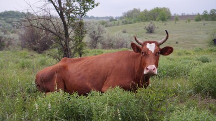 The cow lies in the meadow. A herd of grazing animals. Cattle feeding green grass.