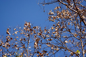 Padauk seeds on the tree
