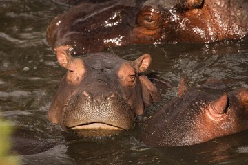 Group of hippopotamus in the water in a beautiful landscape of Serengeti National Park, Tanzania. Wild nature of Africa.