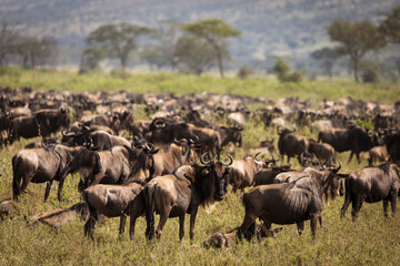 Naklejka na ściany i meble Migration of wildebeast during safari in National Park of Serengeti, Tanzania. Wild nature of Africa.