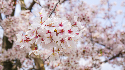 Cherry blossom in japan