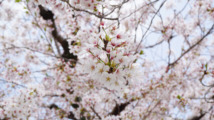 Fototapeta premium Cherry blossom in japan