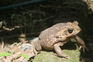 Sapos comunes o sapos europeos. Sapo Aga. Rhinella tiene razón.