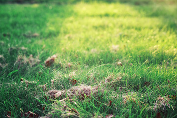 Bright spring greens at dawn in the forest. Nature comes to life in early spring.