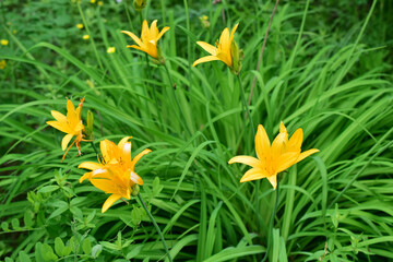 Yellow lily (latin: hemerocallis lilioasphodelus) is a perennial herb in the hemerocallidaceae family.