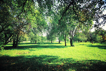 Bright spring greens at dawn in the forest. Nature comes to life in early spring.