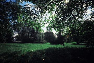Bright spring greens at dawn in the forest. Nature comes to life in early spring.