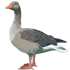 natural gray goose from a farm, isolated object on a white background, vector illustration,