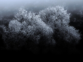 trees in frozen 