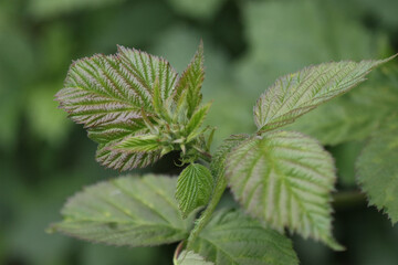 The leaves of a blackberry plant.