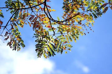 autumn leaves in the sky