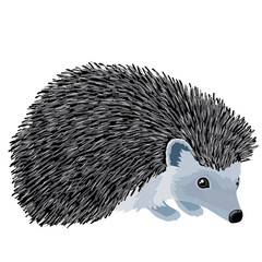 natural hedgehog from the forest, isolated object on a white background, vector illustration, © Oxana Kopyrina