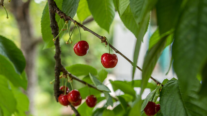 Red Cherries on the branch
