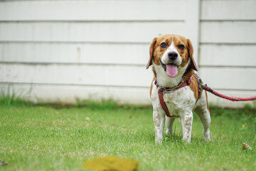 Beagle Dog wears dog harness.