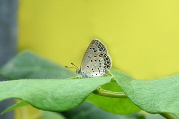 Cupido argiades or Short-tailed blue butterfly on the flower

