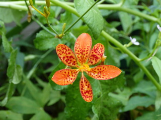 Leopard lily with a green background

