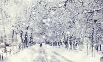 Winter forest landscape. Tall trees under snow cover. January frosty day in the park.