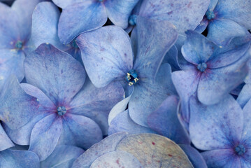 Fototapeta premium Hydrangea flower close up