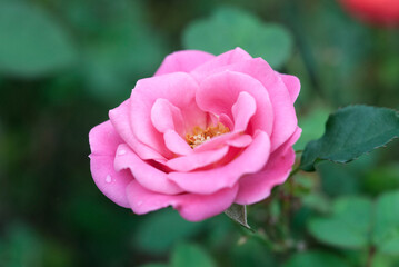 Fototapeta premium pink camellia flower