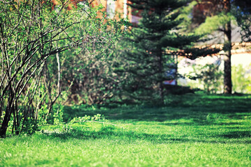 Bright spring greens at dawn in the forest. Nature comes to life in early spring.