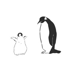Hand drawing penguins. Vector illustration, penguin, vector sketch illustration