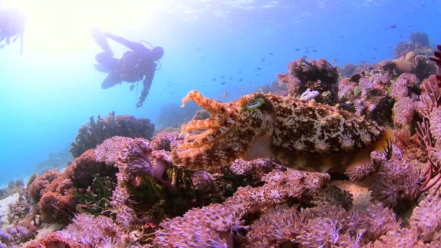 dive in tropical reef colourful hard corals and soft corals with cuttle fish swim 