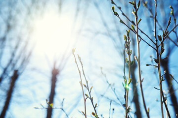 Bright spring greens at dawn in the forest. Nature comes to life in early spring.
