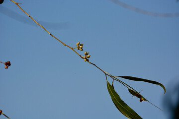 Eucalyptus seeds
