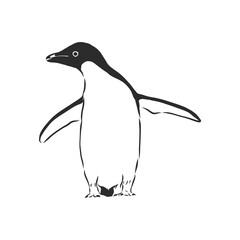 Hand drawing penguins. Vector illustration, penguin, vector sketch illustration