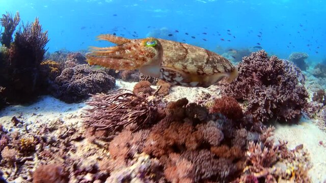 Cuttle Fish Swim In The Reef 