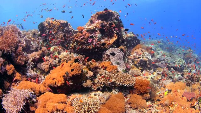 dive in tropical reef colourful hard corals and soft corals with cuttle fish swim 