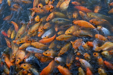 Obraz na płótnie Canvas The goldfish in the pond