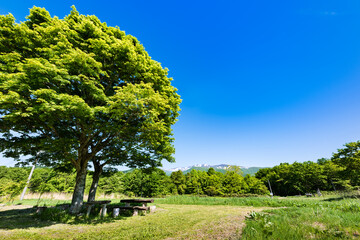 日本　残雪の栗駒山 新緑のもみじとベンチ