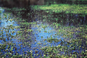 Bright spring greens at dawn in the forest. Nature comes to life in early spring.