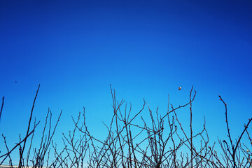 Bright spring greens at dawn in the forest. Nature comes to life in early spring.