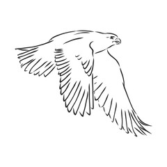 Black and white illustration. Sketch of bird for tattoo art. Detailed hand drawn eagle for tattoo on back. Falcon bird, vector sketch