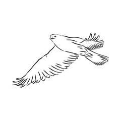 Black and white illustration. Sketch of bird for tattoo art. Detailed hand drawn eagle for tattoo on back. Falcon bird, vector sketch