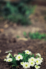 Bright spring greens at dawn in the forest. Nature comes to life in early spring.
