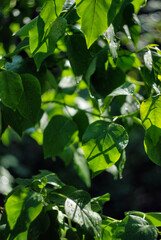 Fototapeta na wymiar Green leaves on sunlight 