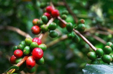 The fresh coffee fruits