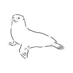funny sketch of a sea lion augmented with bodypositive inscription. Navy seal animal, vector sketch illustration