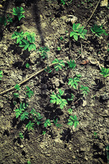 Bright spring greens at dawn in the forest. Nature comes to life in early spring.