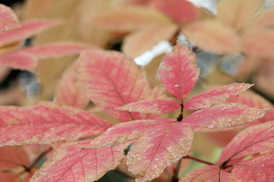 メグスリの木の紅葉