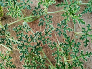 Bitter apple green leaves in the desert