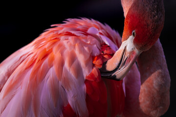 pink Flamingo on fire flamingo picks its feathers