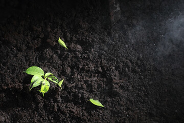 Green sprout on the ground. Spring concept. Seedlings in the ground. Updating nature is an idea. Hands plant a sprout in the ground.