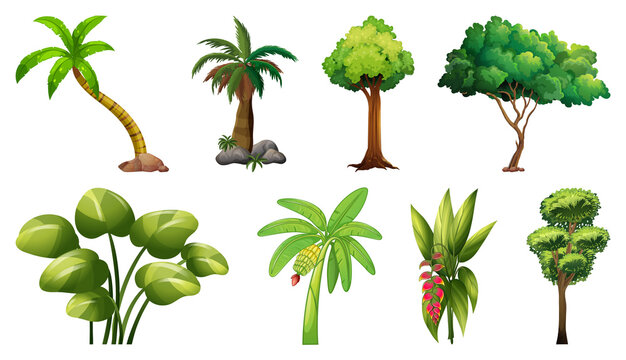 Set of variety plants and trees