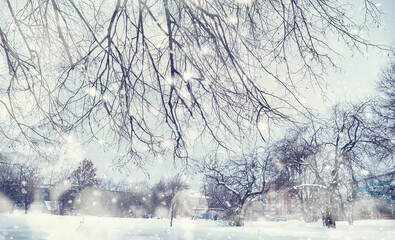 Winter forest landscape. Tall trees under snow cover. January frosty day in the park.