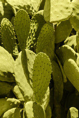 Detail of green opuntia cactus flowering on a sunny day. Cyprus. Wallpaper and background texture. High quality photo