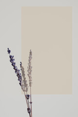 Template for text of yellow color, dried lavender flower as background. Space for text